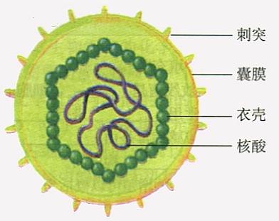 环状病毒最新研究进展及其影响综述